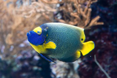 İki spined angelfish, esmer melek balığı veya mercan güzellik mercan ve bitkiler ile bir akvaryum deniz angelfish