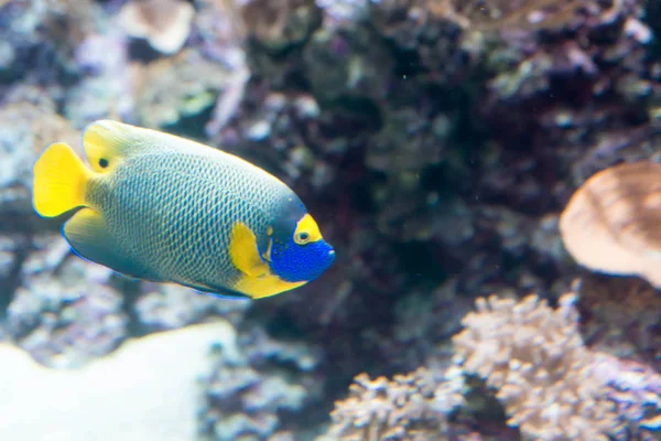 Dua Ikan Injel Berputar Angelfish Kehitaman Atau Coral Beauty Seekor — Stok Foto