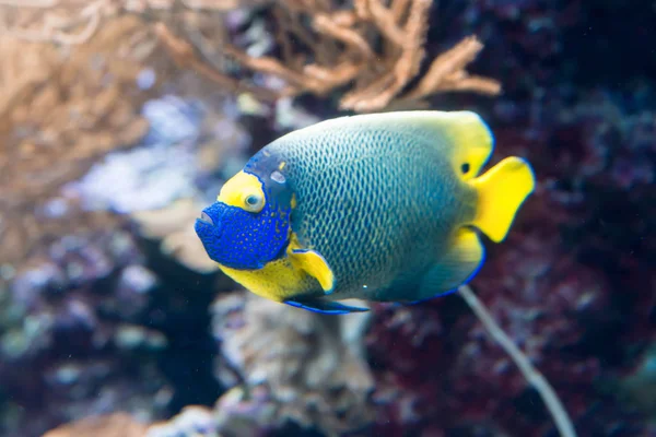 两个刺神仙鱼 暗神仙鱼 或珊瑚美人海洋神仙鱼在水族馆与珊瑚和植物 — 图库照片