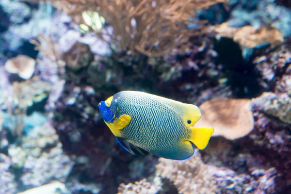 Spined Angelfish Esmer Melek Balığı Veya Mercan Güzellik Mercan Bitkiler — Stok fotoğraf