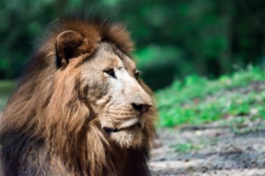 Bir ormanda istirahat ederken kas, derin göğüslü erkek aslan bulanık portre fotoğrafını. Bulanık fotoğraf bir camdan ateş