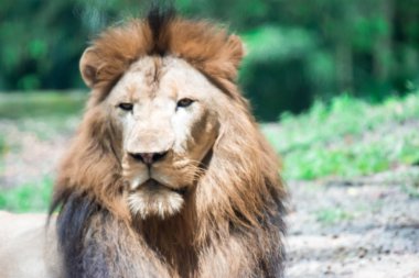 Bir ormanda istirahat ederken kas, derin göğüslü erkek aslan bulanık portre fotoğrafını. Bulanık fotoğraf bir camdan ateş