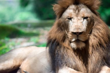 Bir ormanda istirahat ederken kas, derin göğüslü erkek aslan bulanık portre fotoğrafını. Bulanık fotoğraf bir camdan ateş