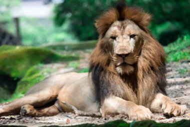 Bir ormanda istirahat ederken kas, derin göğüslü erkek aslan bulanık portre fotoğrafını. Bulanık fotoğraf bir camdan ateş