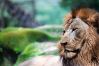 Bir ormanda istirahat ederken kas, derin göğüslü erkek aslan bulanık portre fotoğrafını. Bulanık fotoğraf bir camdan ateş