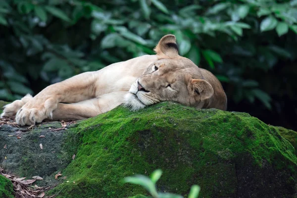 Closeup Shot Female Lion Lioness While Resting Forest Colorful Wildlife — Stock Photo, Image