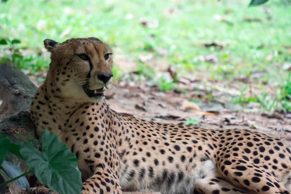 一只豹虎帕尔德斯躺在树下的绿草上 带有绿色背景的多彩野生动物照片 — 图库照片