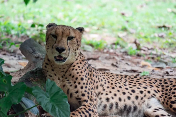 Een Luipaard Panthera Pardus Liggend Een Groen Gras Onder Een — Stockfoto