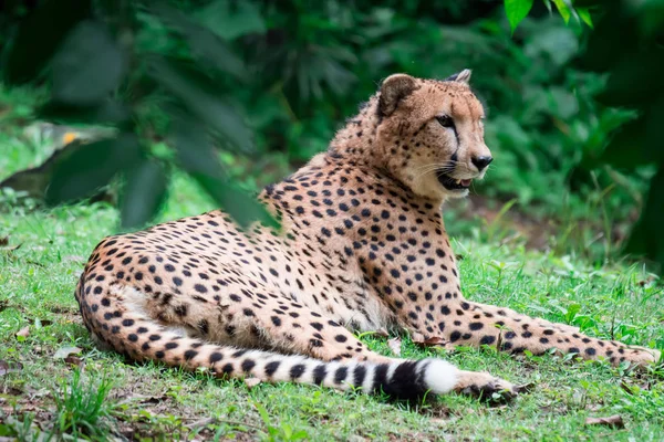 Een Luipaard Panthera Pardus Liggend Een Groen Gras Onder Een — Stockfoto