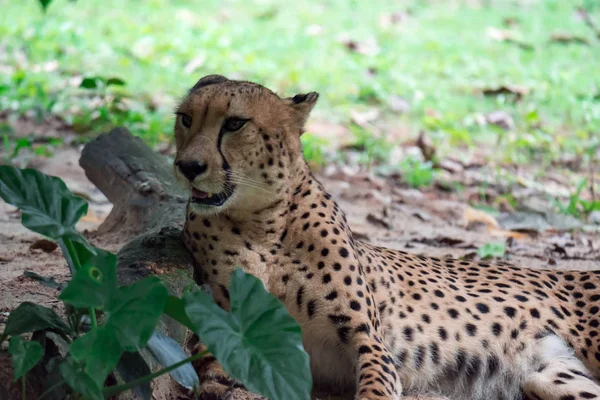 Leopardo Pantera Pardus Acostado Sobre Una Hierba Verde Bajo Árbol —  Fotos de Stock