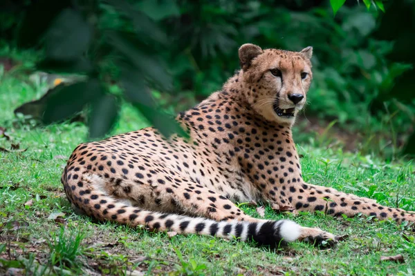 Panthera Pardus Léopard Couché Sur Une Herbe Verte Sous Arbre — Photo