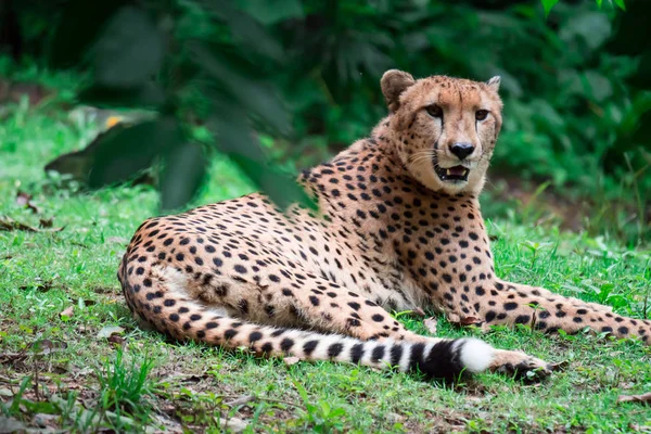 Een Luipaard Panthera Pardus Liggend Een Groen Gras Onder Een — Stockfoto