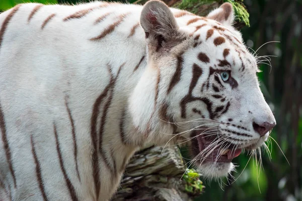 A white tiger or bengal tiger standing and staring at food. Colorful wildlife photo with green background