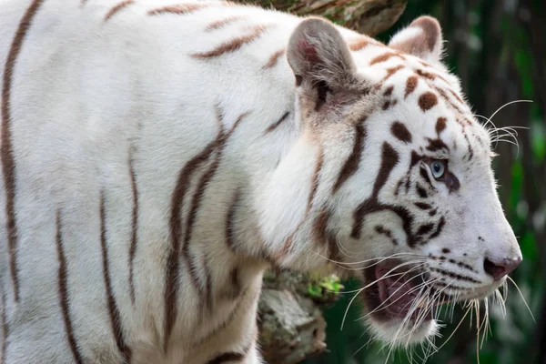 Tigre Branco Tigre Bengala Olhando Para Comida Foto Vida Selvagem — Fotografia de Stock