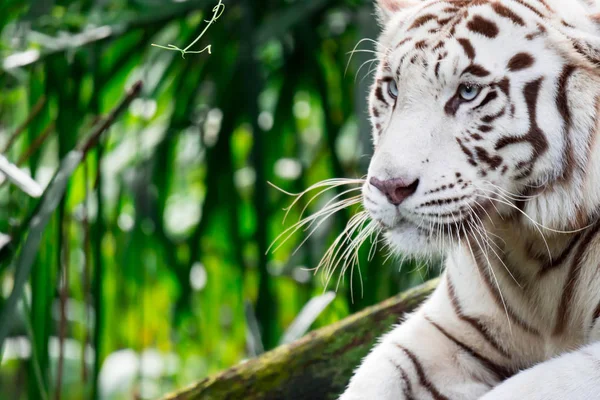 Closeup Photo White Tiger Bengal Tiger While Staring Showing Interest — Stock Photo, Image