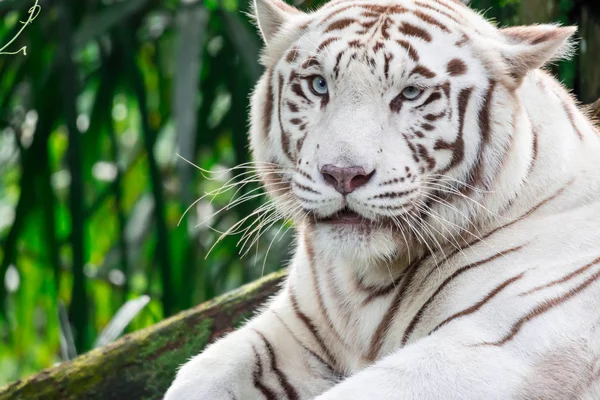 Uma Foto Close Tigre Branco Tigre Bengala Enquanto Olha Mostrando — Fotografia de Stock