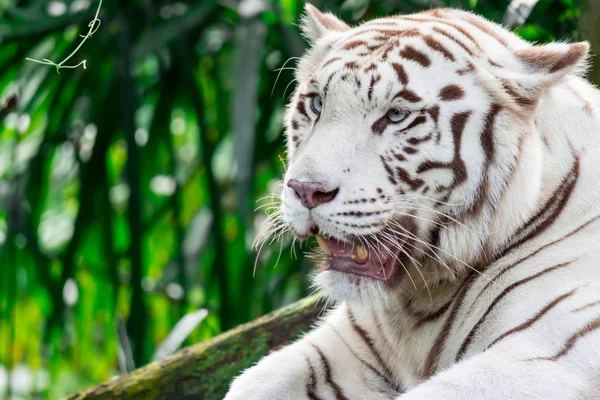 Uma Foto Close Tigre Branco Tigre Bengala Enquanto Olha Mostrando — Fotografia de Stock