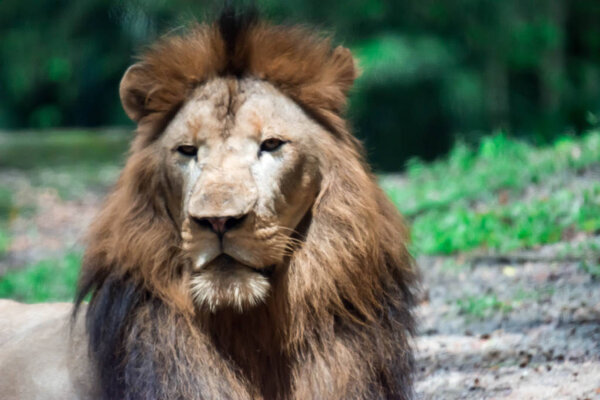 A blurry closeup shot of a muscular, deep-chested male lion while resting in a forest. Blurry photo shot through a glass