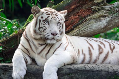 Beyaz kaplan veya bengal kaplanı bakan gösteren faiz biri sırasında bir portre fotoğraf. Beyaz kaplan da ağartılmış kaplanı olarak çağrıldığını vardır.