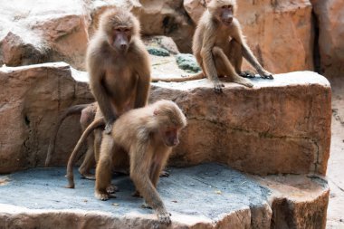 Yaparken hamadryas babunu birkaç. Babunlar bir Hayvanat Bahçesi, çiftleşme. Hayvanlar alemi sex