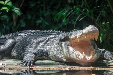 Close up shot of a large sungei buaya or crocodile white lurking for a target. Large mouth and large teeth of a large sungei crocodile clipart