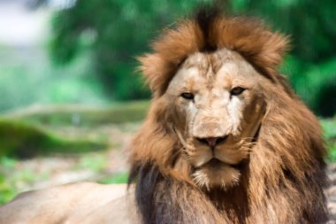 Bir ormanda istirahat ederken kas, derin göğüslü erkek aslan bulanık portre fotoğrafını. Bulanık fotoğraf bir camdan ateş