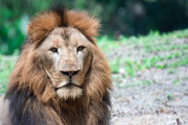 Bir ormanda istirahat ederken kas, derin göğüslü erkek aslan bulanık portre fotoğrafını. Bulanık fotoğraf bir camdan ateş