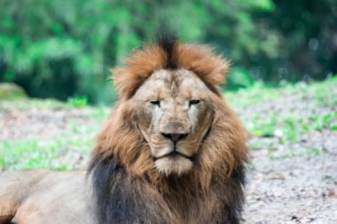 Bir ormanda istirahat ederken kas, derin göğüslü erkek aslan bulanık portre fotoğrafını. Bulanık fotoğraf bir camdan ateş