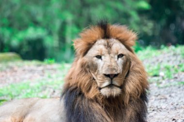 Bir ormanda istirahat ederken kas, derin göğüslü erkek aslan bulanık portre fotoğrafını. Bulanık fotoğraf bir camdan ateş