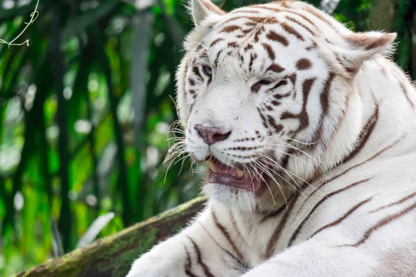 Uma Foto Close Tigre Branco Tigre Bengala Enquanto Olha Mostrando — Fotografia de Stock