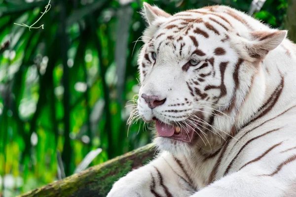 Uma Foto Close Tigre Branco Tigre Bengala Enquanto Olha Mostrando — Fotografia de Stock