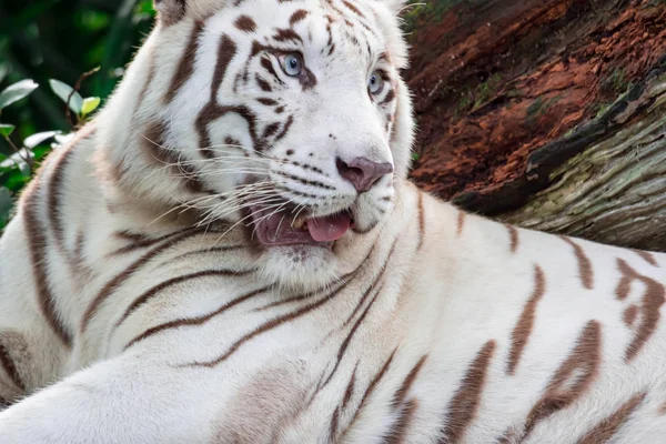 Uma Foto Close Tigre Branco Tigre Bengala Enquanto Olha Mostrando — Fotografia de Stock