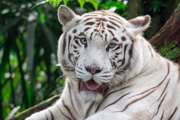 Uma Foto Close Tigre Branco Tigre Bengala Enquanto Olha Mostrando — Fotografia de Stock