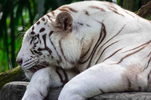 Een Close Foto Van Een Witte Tijger Bengaalse Tijger Terwijl — Stockfoto