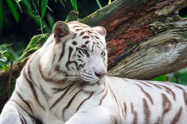 Uma Foto Close Tigre Branco Tigre Bengala Enquanto Olha Mostrando — Fotografia de Stock