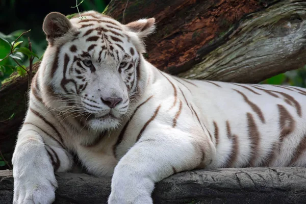 Uma Foto Close Tigre Branco Tigre Bengala Enquanto Olha Mostrando — Fotografia de Stock