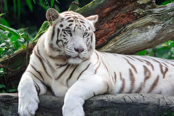 Beyaz kaplan veya bengal kaplanı bakan gösteren faiz biri sırasında bir portre fotoğraf. Beyaz kaplan da ağartılmış kaplanı olarak çağrıldığını vardır.