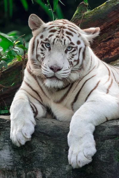 A closeup photo of a white tiger or bengal tiger while staring showing interest on someone. White tiger are also being called as bleached tiger.