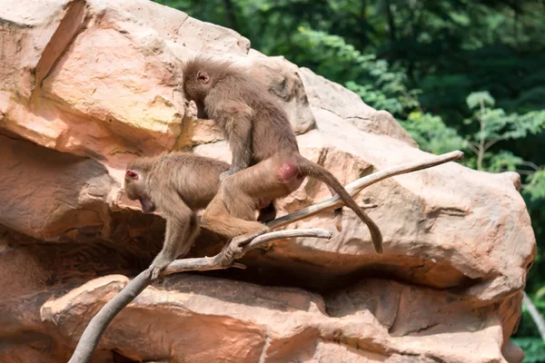Couple Hamadryas Baboon Decided Have Sex Top Tree Mating Baboons — Stock Photo, Image