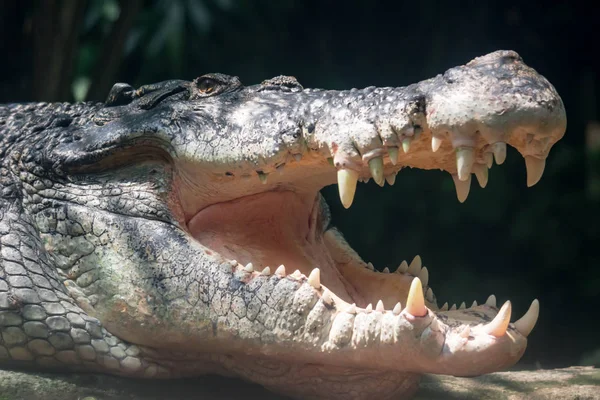 Close Tiro Grande Buaya Sungei Crocodilo Branco Espreita Alvo Grande — Fotografia de Stock