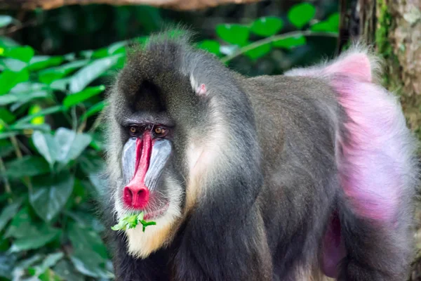 Close Shot Primate Mandrill Baboon Genus Mandrillus Colorful Wildlife Photo — Stock Photo, Image