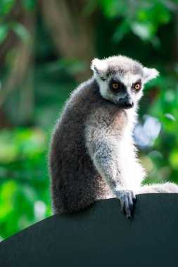 Bir ağaç dalı gözlemleyerek üzerinde otururken bir halka kuyruklu maki catta. Yeşil Doğa arka plan ile bir renkli yaban hayatı fotoğraf