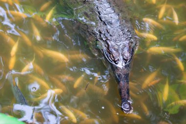 Timsah gharial Gavialis gangeticus bir bataklık ile balıkçı yüzme. Gharial, olarak da bilinen gavial, balık yiyen timsah ve ghariyal bir crocodilian Gavialidae ailesindeki olduğunu