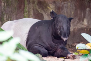 Dinlenme sırasında bir Malaya tapiri Asya tapir cipan, tenuk veya badak tampung tapirus. nesli tükenmekte olan hayvan colurful yaban hayatı fotoğraf.