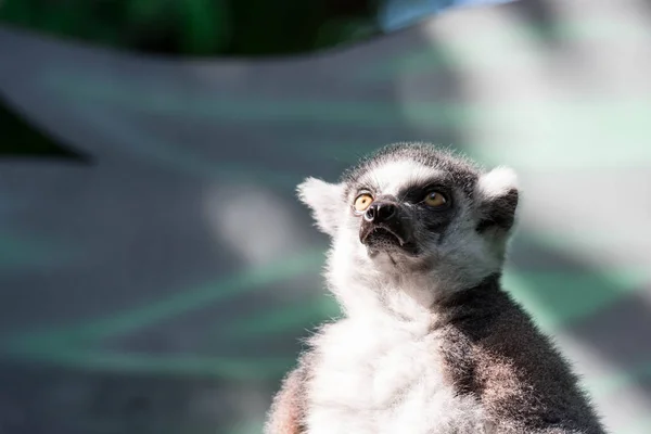 Ein Ringschwanziger Lemurenkatze Während Auf Einem Ast Sitzt Und Beobachtet — Stockfoto