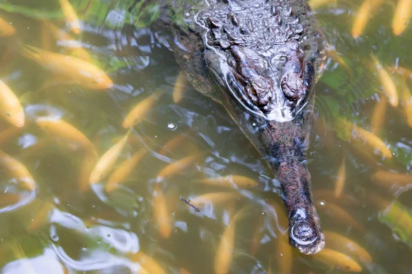Krokodil Gharial Gavialis Gangeticus Schwimmt Auf Einem Sumpf Mit Fischen — Stockfoto