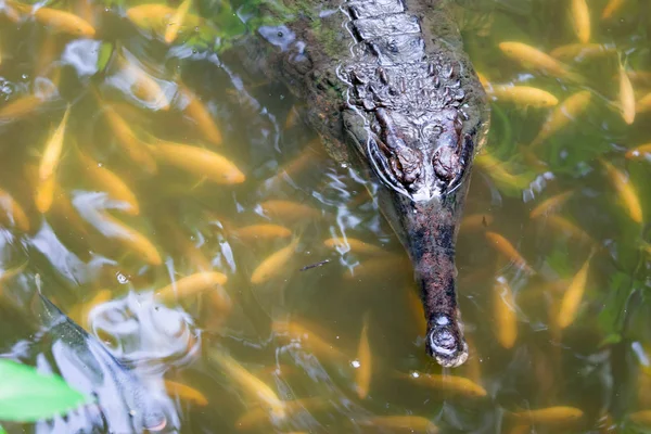 Krokodil Gharial Gavialis Gangeticus Schwimmt Auf Einem Sumpf Mit Fischen — Stockfoto
