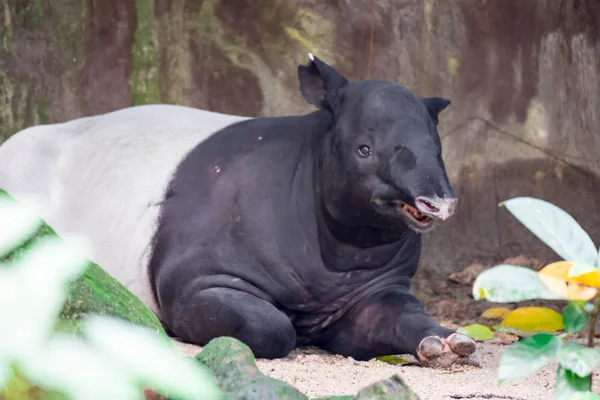 Malaj Tapir Asiatisk Tapir Cipan Tenuk Eller Badak Tampung Tapirus — Stockfoto