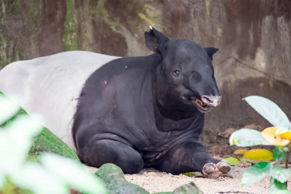 Tapiro Malese Tapiro Asiatico Cipan Tenuk Badak Tampung Tapirus Mentre — Foto Stock