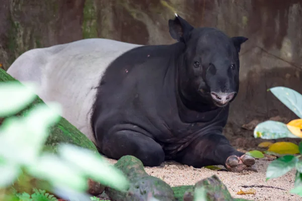 Tapiro Malese Tapiro Asiatico Cipan Tenuk Badak Tampung Tapirus Mentre — Foto Stock